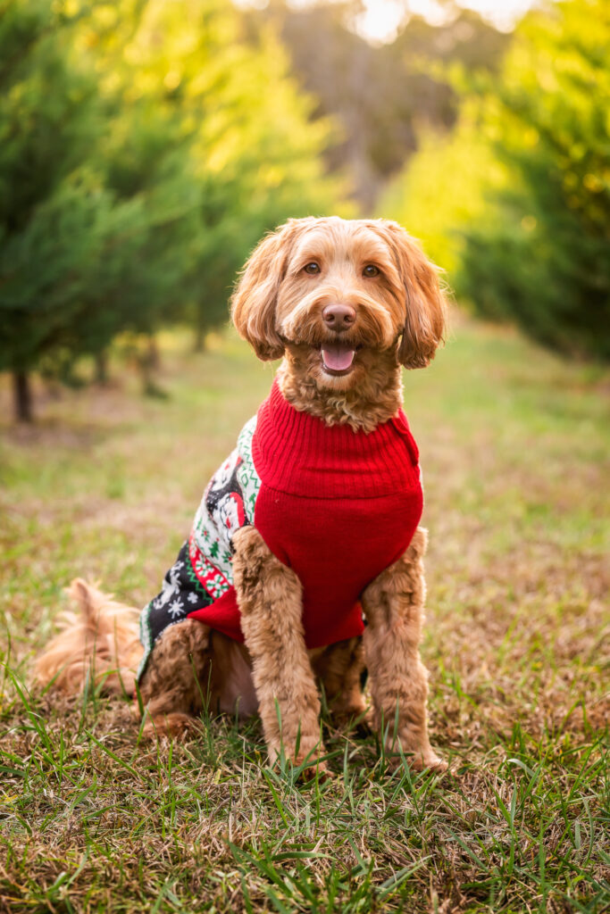 A Goldendoodle dog is dressed in a festive Christmas sweater and is posed in front of pine trees at Minter's Farm in Fayetteville, GA.